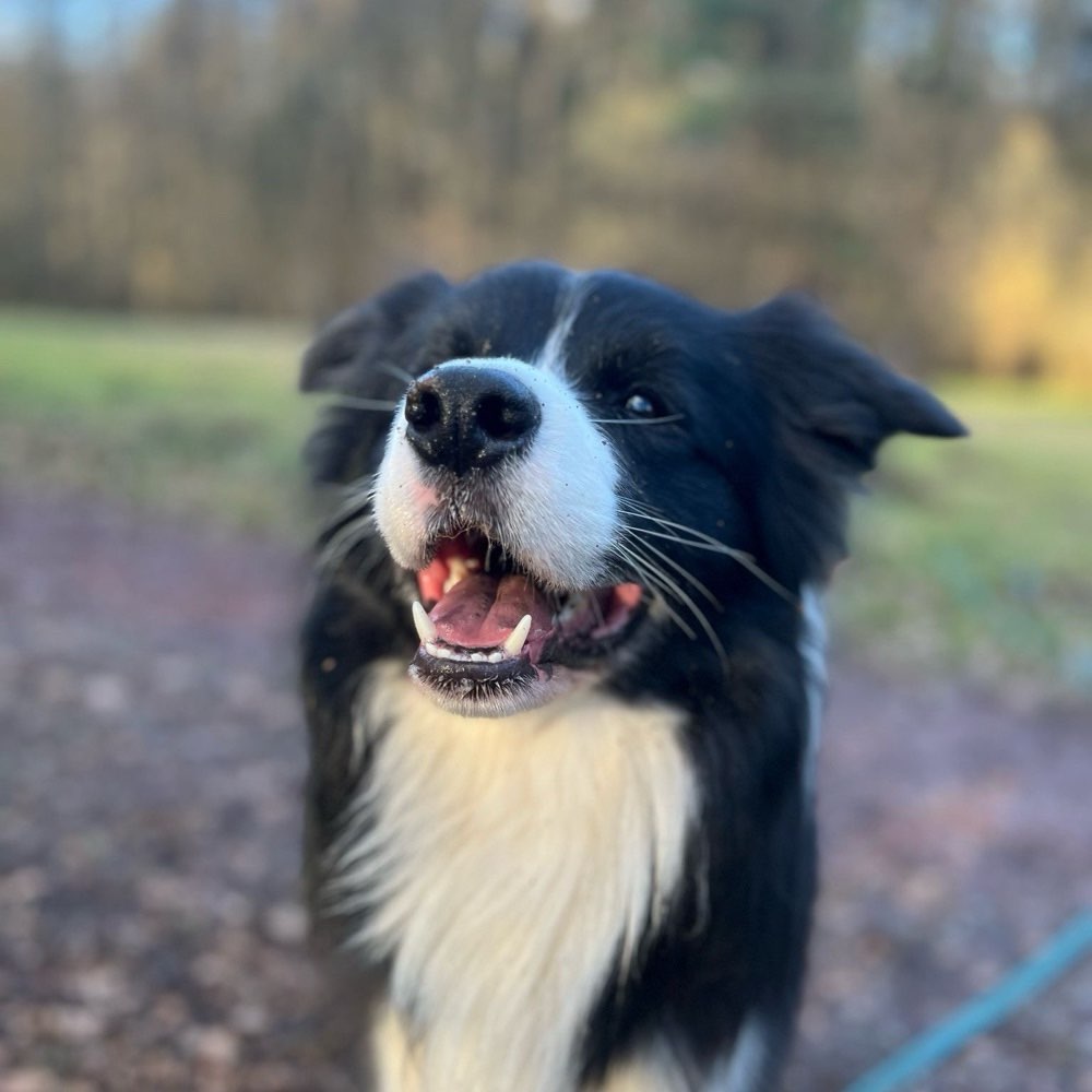 Hundetreffen-Spaziergänge mit Abstand an der Leine-Profilbild