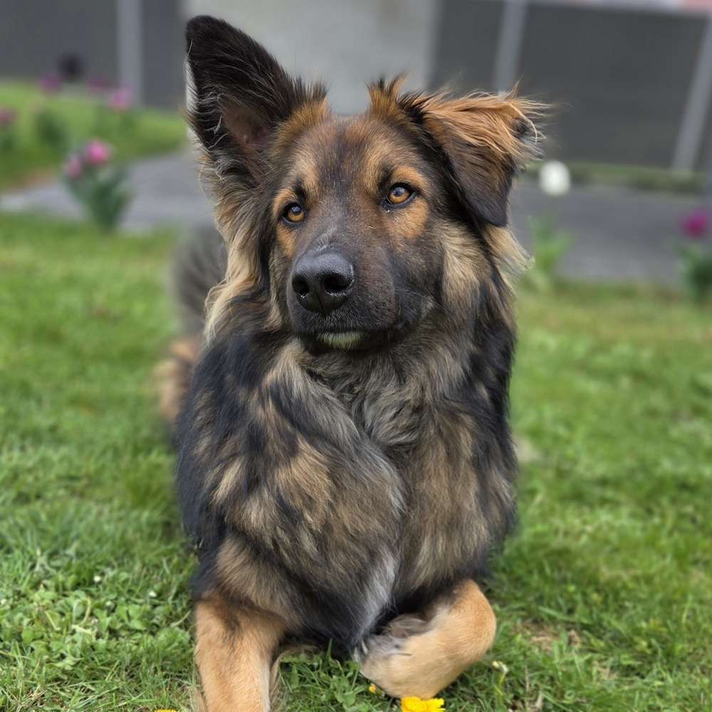 Hundetreffen-Spieltreffen und Gassirunden-Profilbild