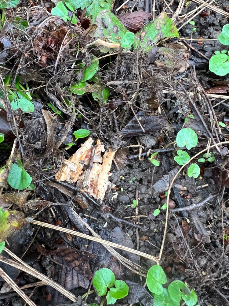 Giftköder-Hühnerfleisch ausgelegt-Profilbild