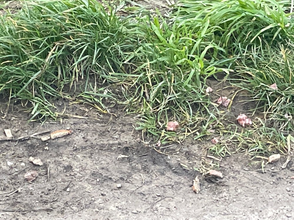 Giftköder-Gifte-Köder-Profilbild