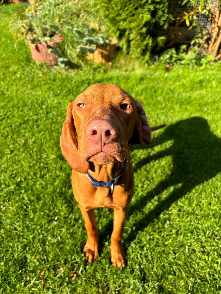 Hundetreffen-Toben und Lernen-Profilbild