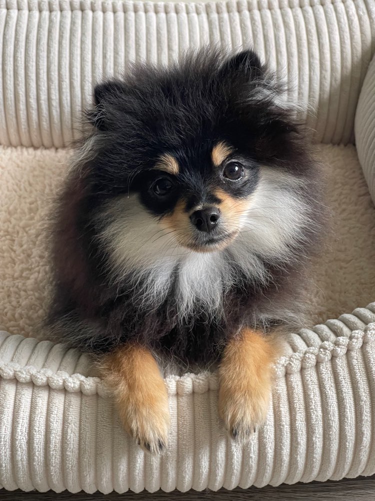 Hundetreffen-Xheva sucht Welpentreffen in Hamburg-Profilbild