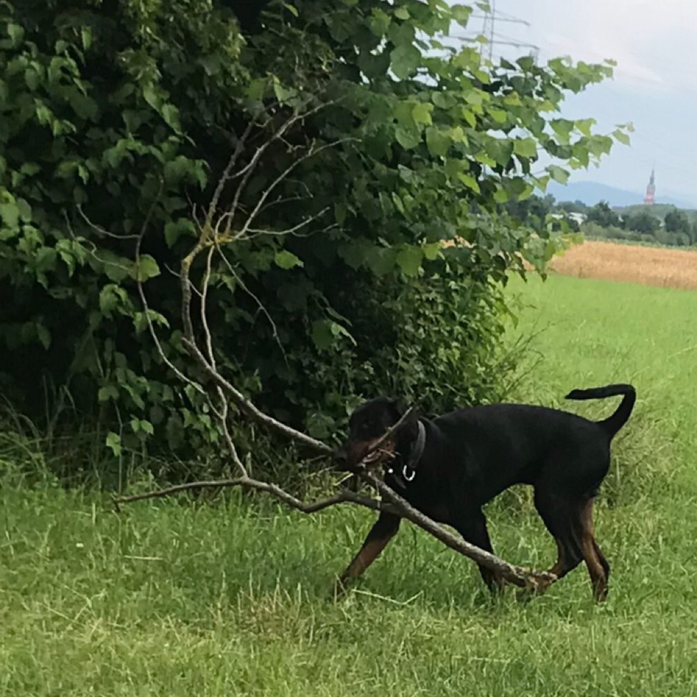 Hundetreffen-Hundetreffen mit einem Dobermann Rüde OG-Profilbild
