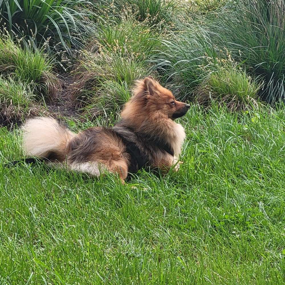 Hundetreffen-Freunde gesucht-Profilbild