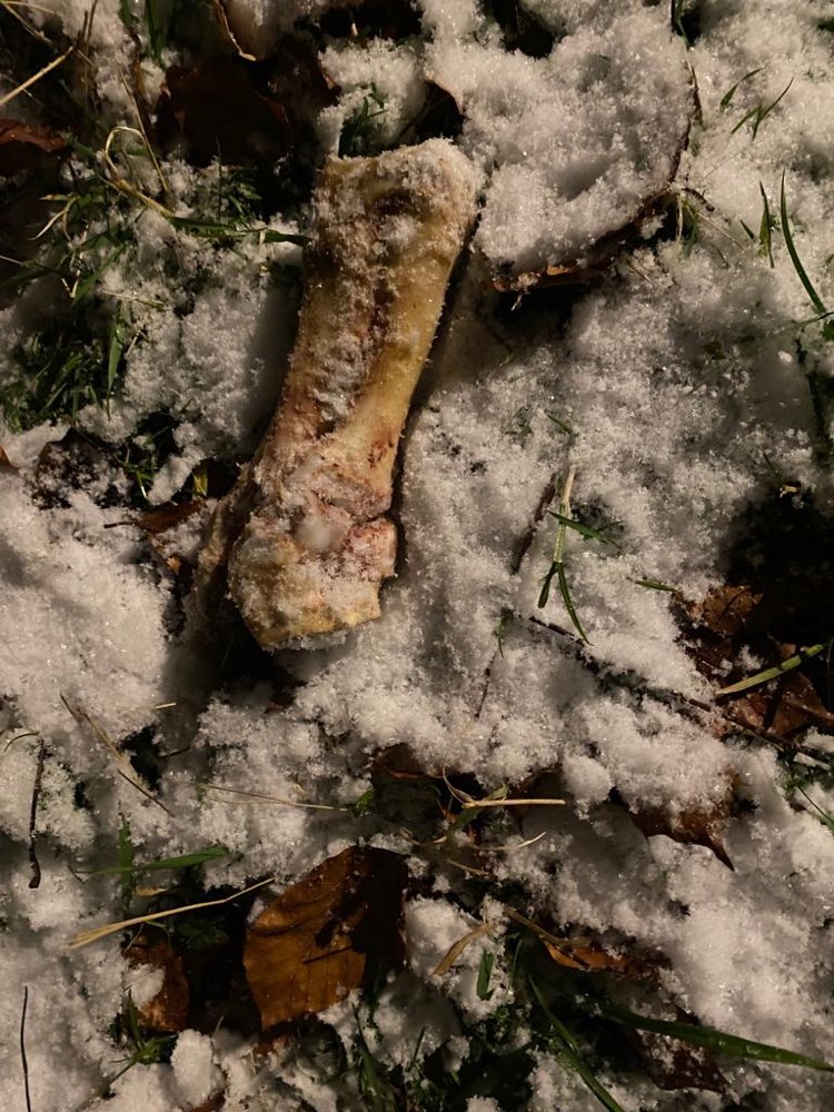 Giftköder-Knochen mit Loch, evtl Giftköder-Profilbild