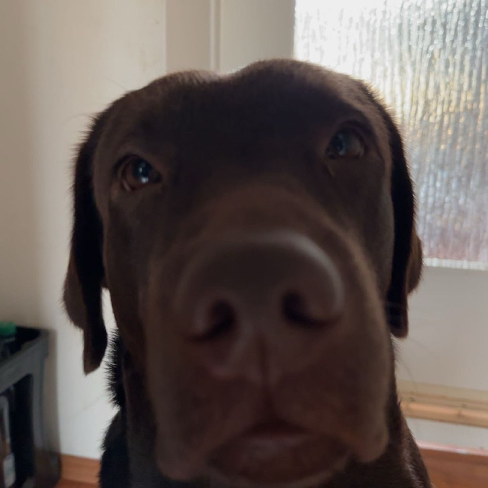 Hundetreffen-Hallo an alle ich und mein Labrador (5 Monate) suchen im Raum Frankfurt am Main Spielkameraden-Profilbild