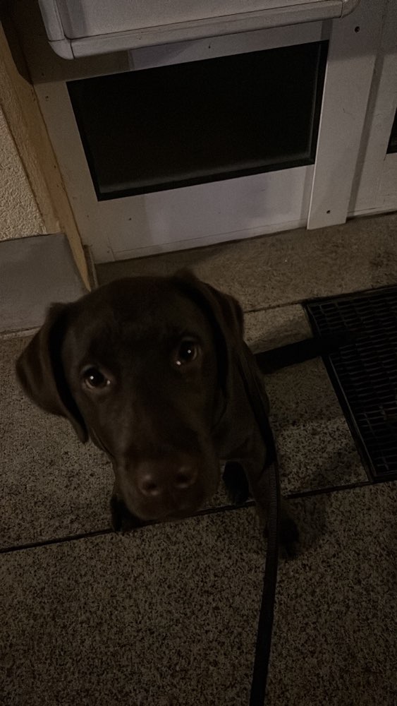 Hundetreffen-Hallo an alle ich und mein Labrador (5 Monate) suchen im Raum Frankfurt am Main Spielkameraden-Profilbild