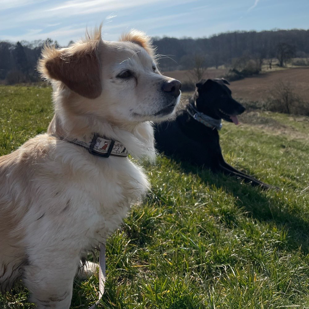 Hundetreffen-Wochenend-Gassi im Wald/Feld/Feldberg-Profilbild