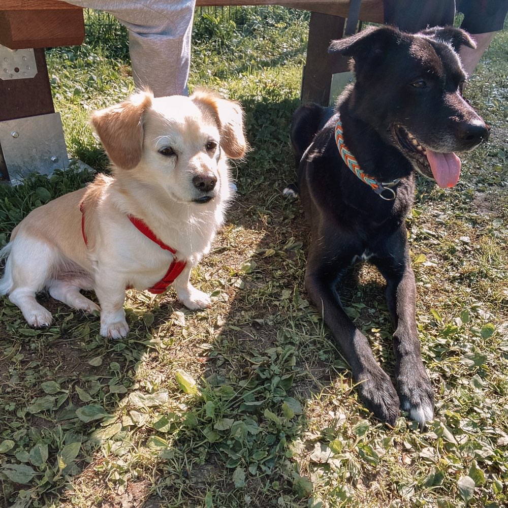 Hundetreffen-Hundewiese-Profilbild