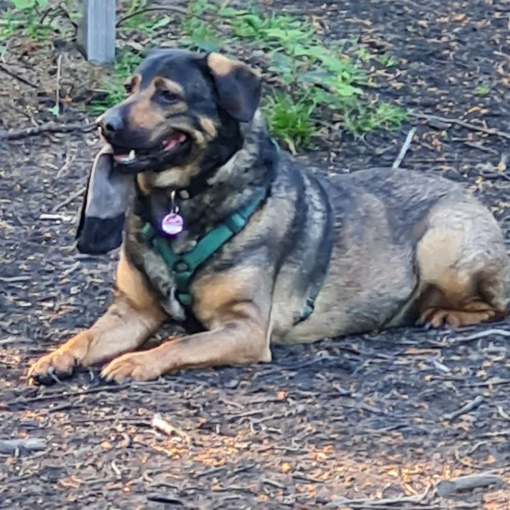 Hundetreffen-Gassi und spielen für mehr Hundekontakt-Profilbild