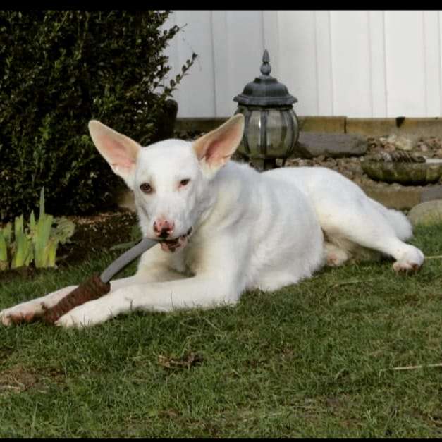 Hundetreffen-Spaziergang in Kleinenbremen 🙂-Profilbild