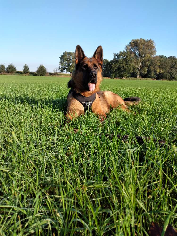 Hundetreffen-Spiel und Gassitreffen-Profilbild