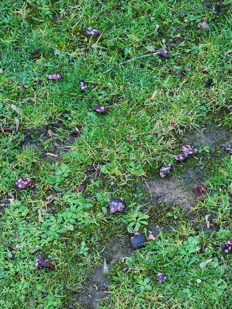 Giftköder-Giftköder-Profilbild