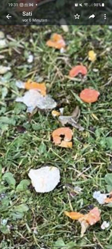 Giftköder-Giftköder verstreut in Denzlingen!-Profilbild