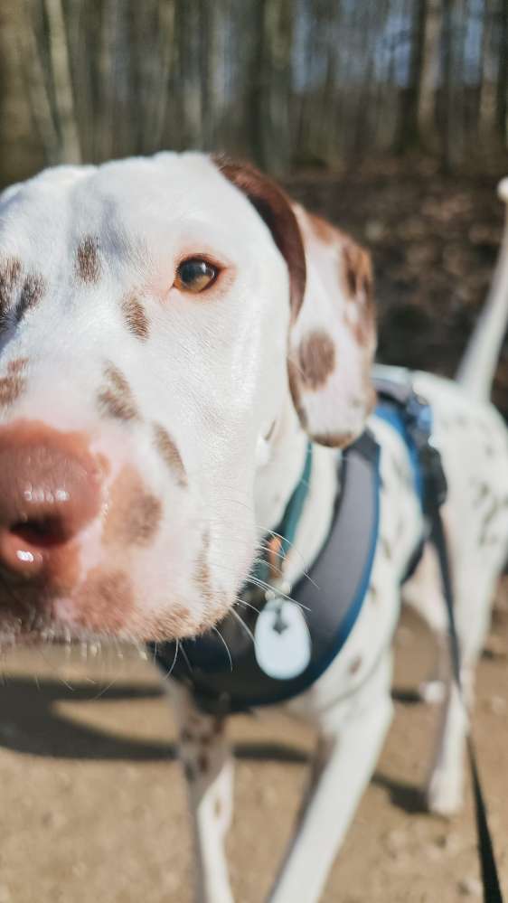 Hundetreffen-Social-walk, ggf. Ruhe-Training-Profilbild