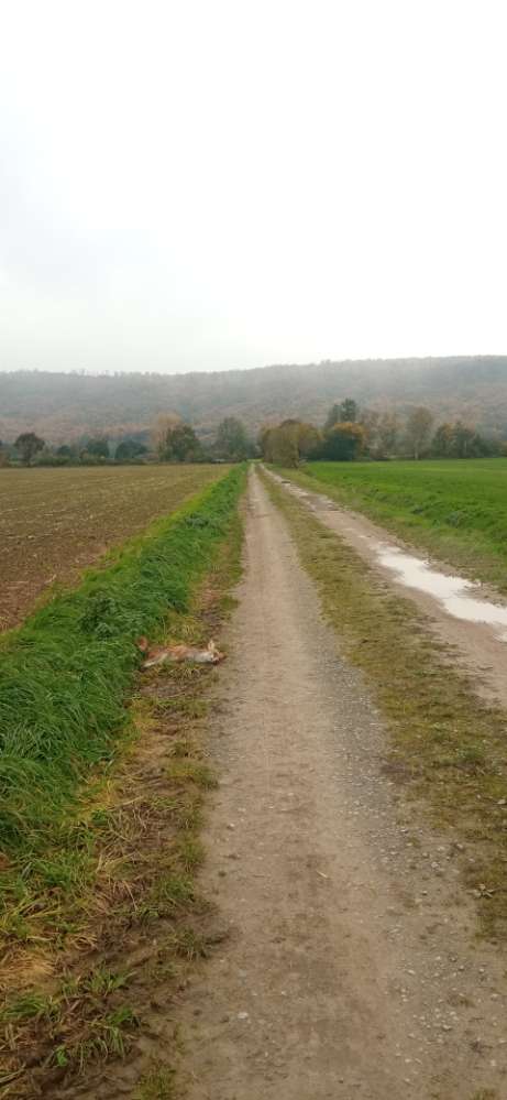 Giftköder-Toter Fuchs-Profilbild