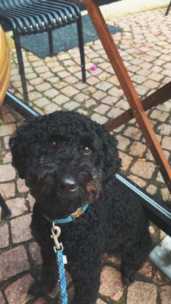 Hundetreffen-Partner zum Spielen gesucht Rodgau & Umgebung-Profilbild