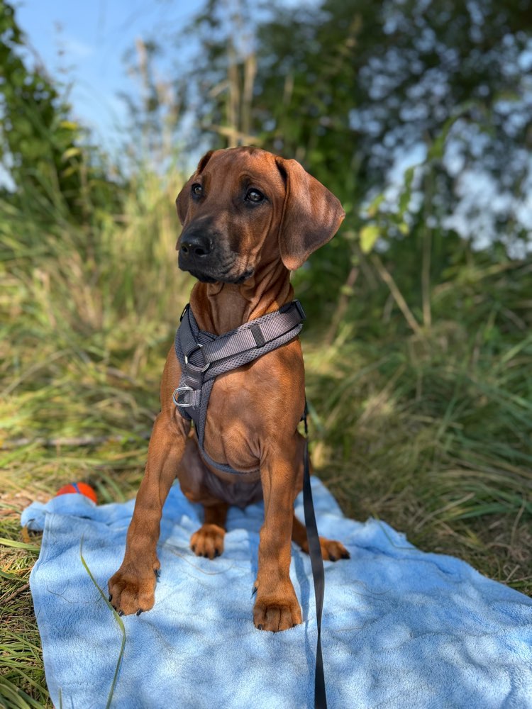 Hundetreffen-Spielpartner für selbstbewussten RR-Welpen-Profilbild