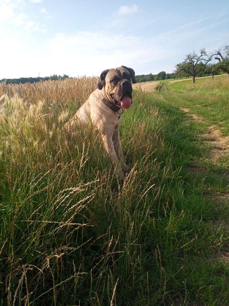 Hundetreffen-Spieltreffen mit großen Hunden in Bad Nauheim-Profilbild