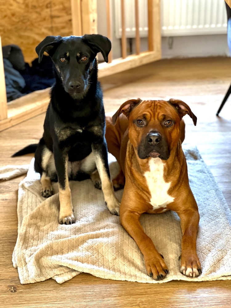 Hundetreffen-Hunde treffen: Training für entspannte Begegnungen-Profilbild