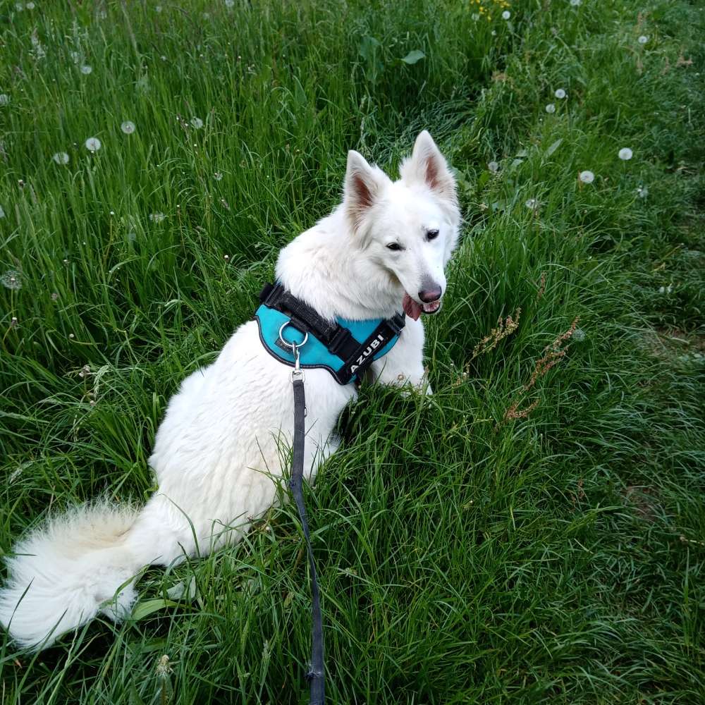 Hundetreffen-Nele sucht Hundefreunde zum Spielen-Profilbild