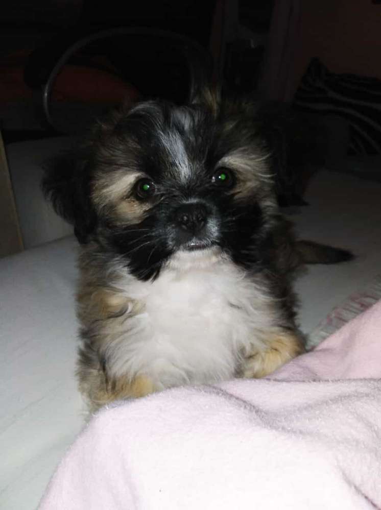 Hundetreffen-Gassi Runde und Spieltreffen für kleine Hunde-Profilbild