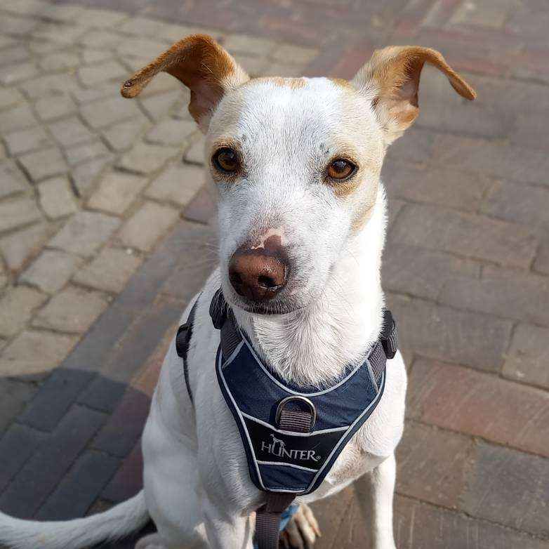 Hundetreffen-Social walk Gruppe oder Einzeltreffen gesucht-Profilbild