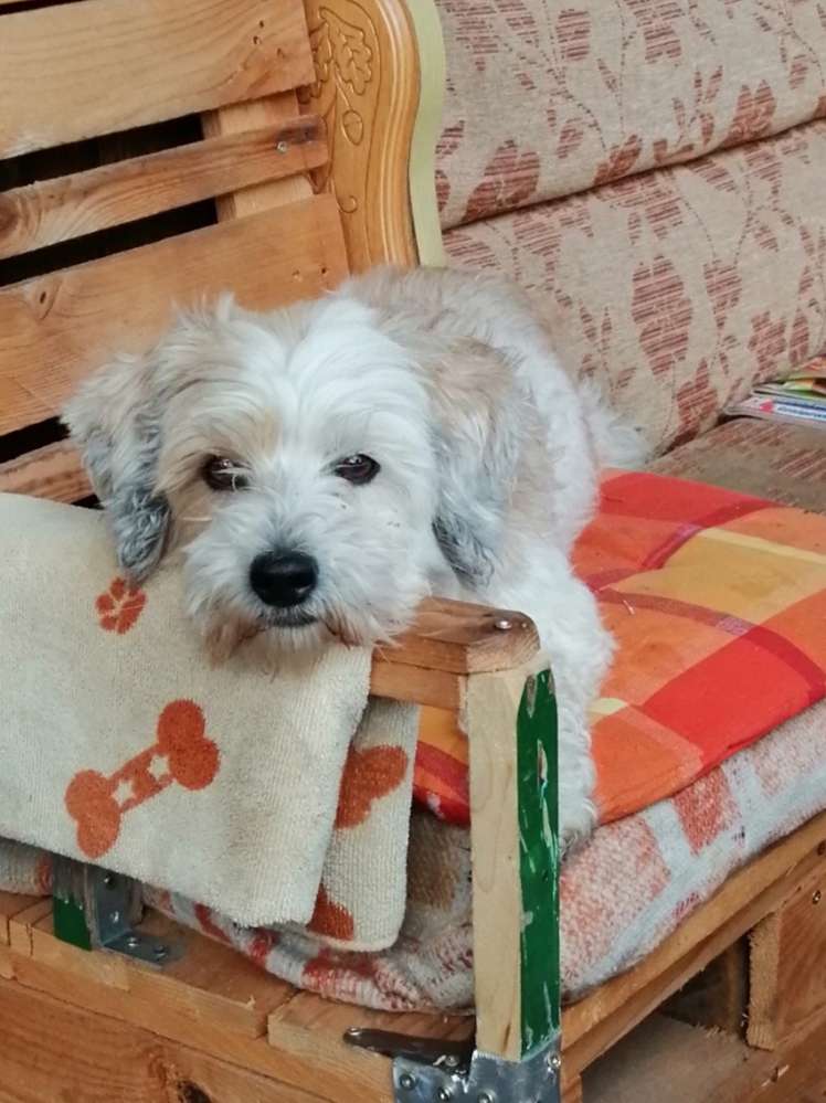 Hundetreffen-Ein nette Frau treffen-Profilbild