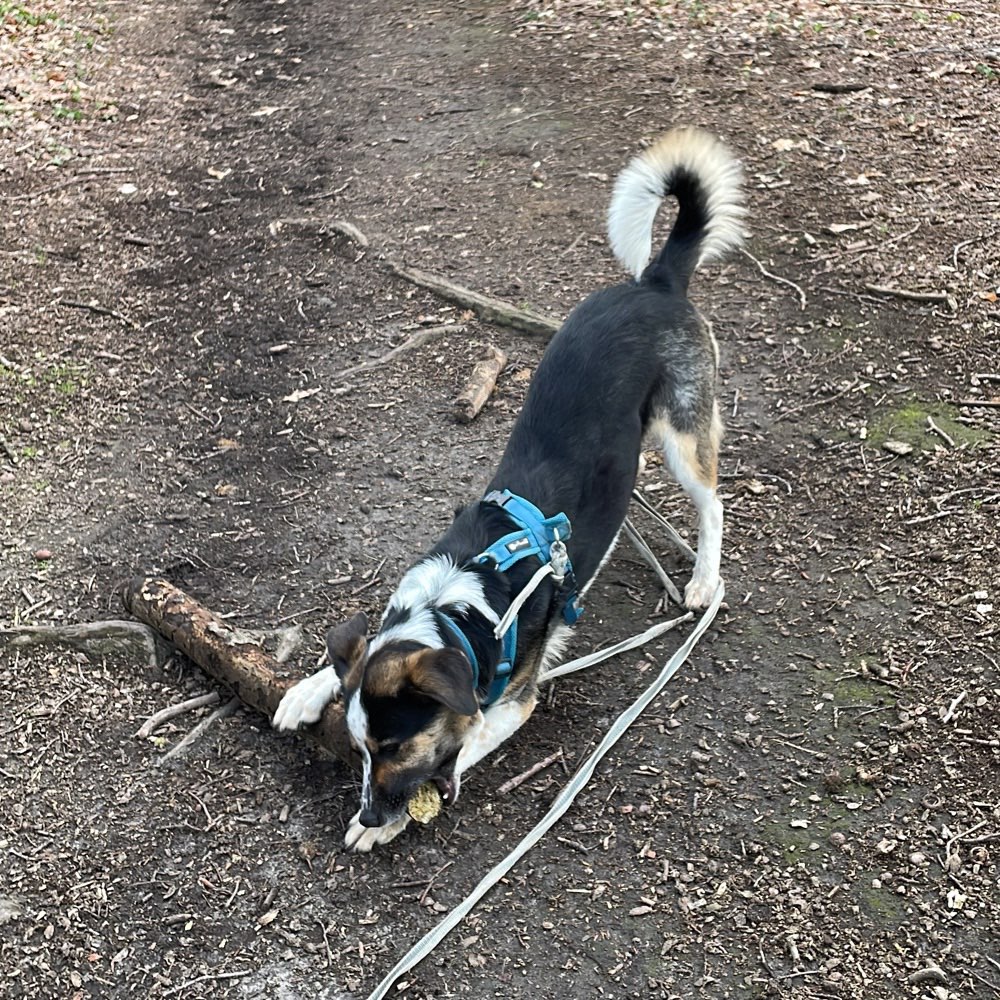 Hundetreffen-Kamen-Methler/Westick Hundekontakte-Profilbild