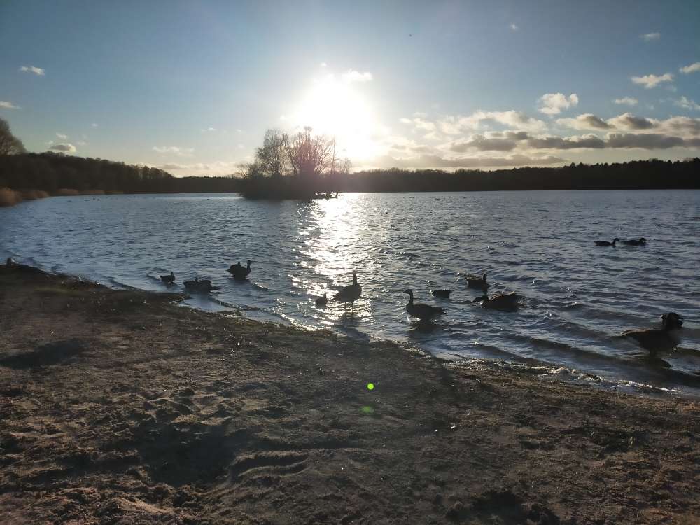 Hundetreffen-Wir suchen neue Freunde-Profilbild