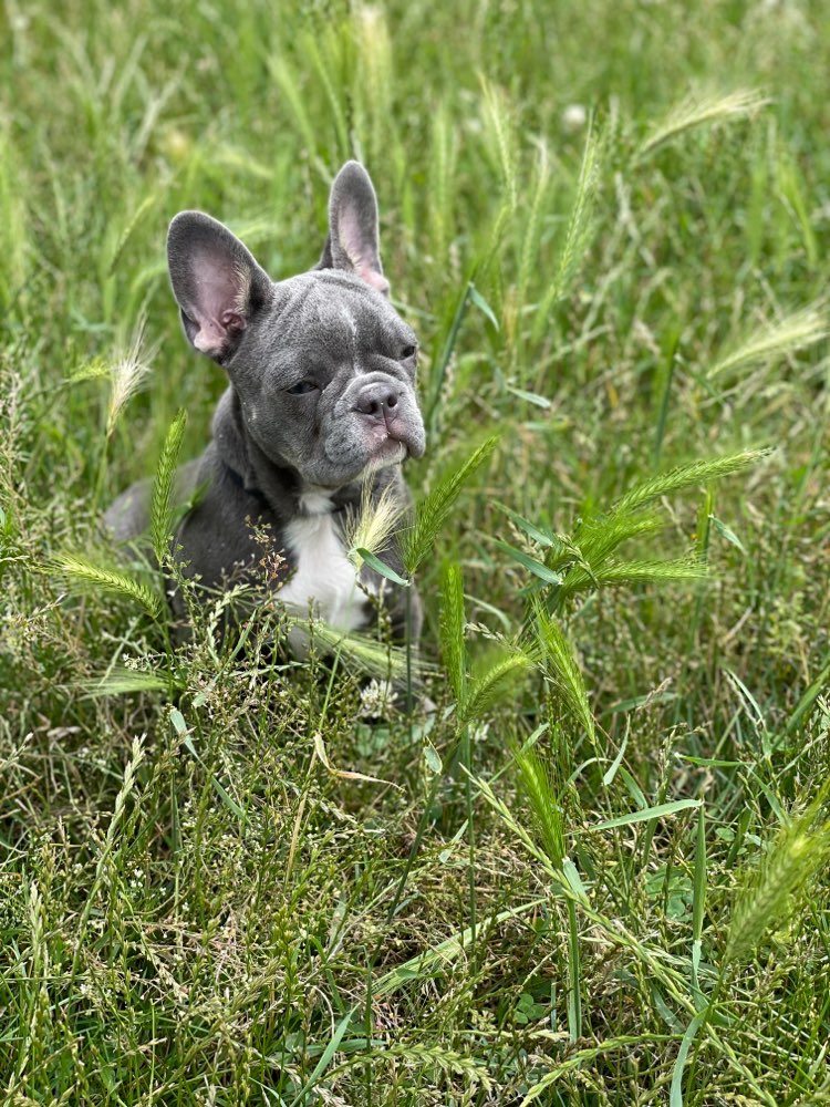 Hundetreffen-Spielpartner gesucht 🐶-Profilbild