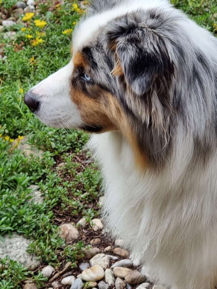 Hundetreffen-Junghundtreffen-Profilbild