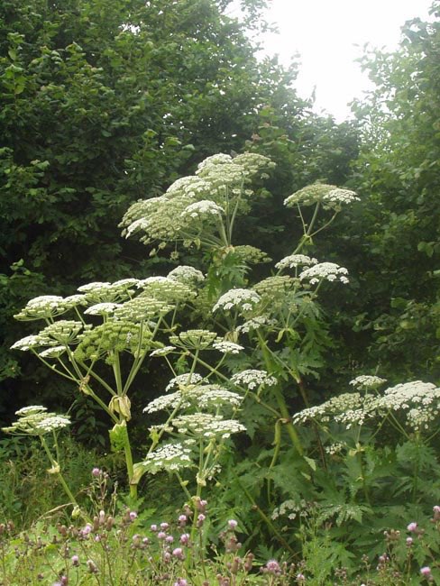 Giftköder-Riesenbärenklau-Profilbild