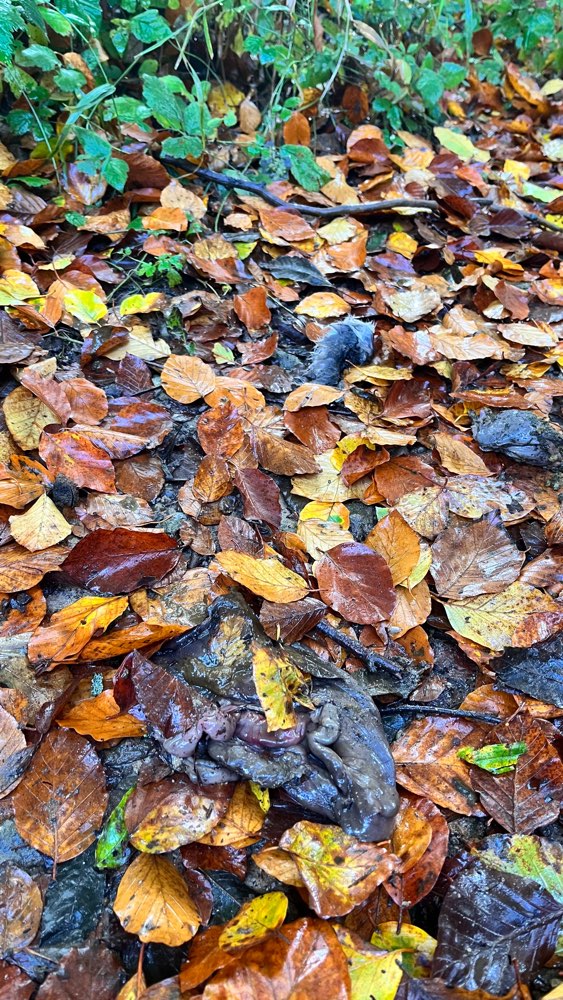 Giftköder-Toter Hase im hüggel-Profilbild