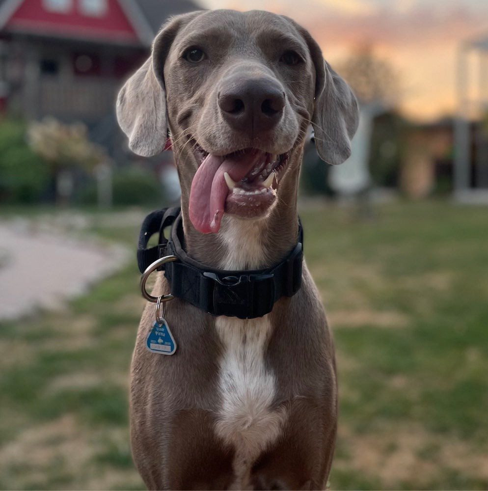 Hundetreffen-Gassirunde zum Toben-Profilbild