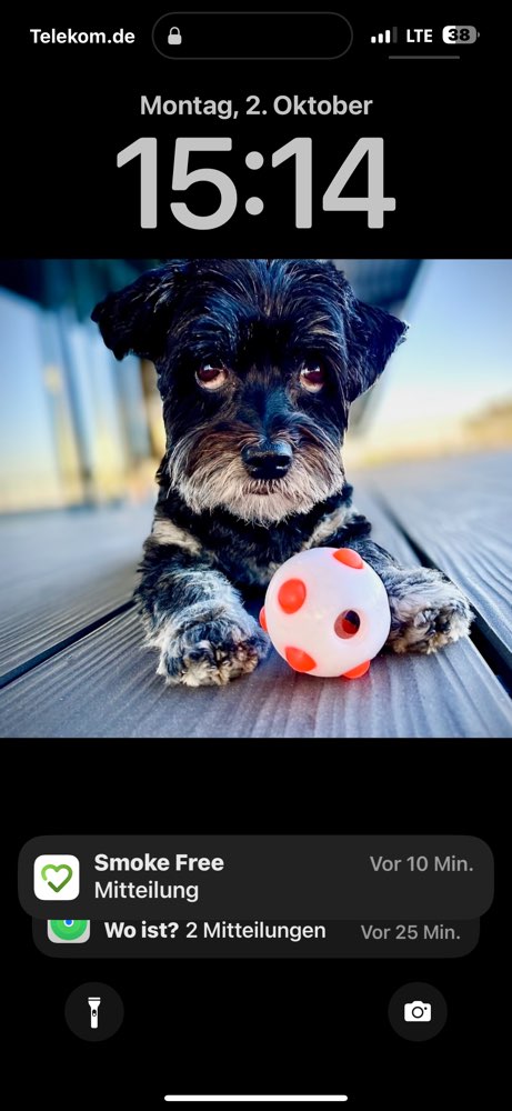 Hundetreffen-Kleine Hunde Treffen-Profilbild