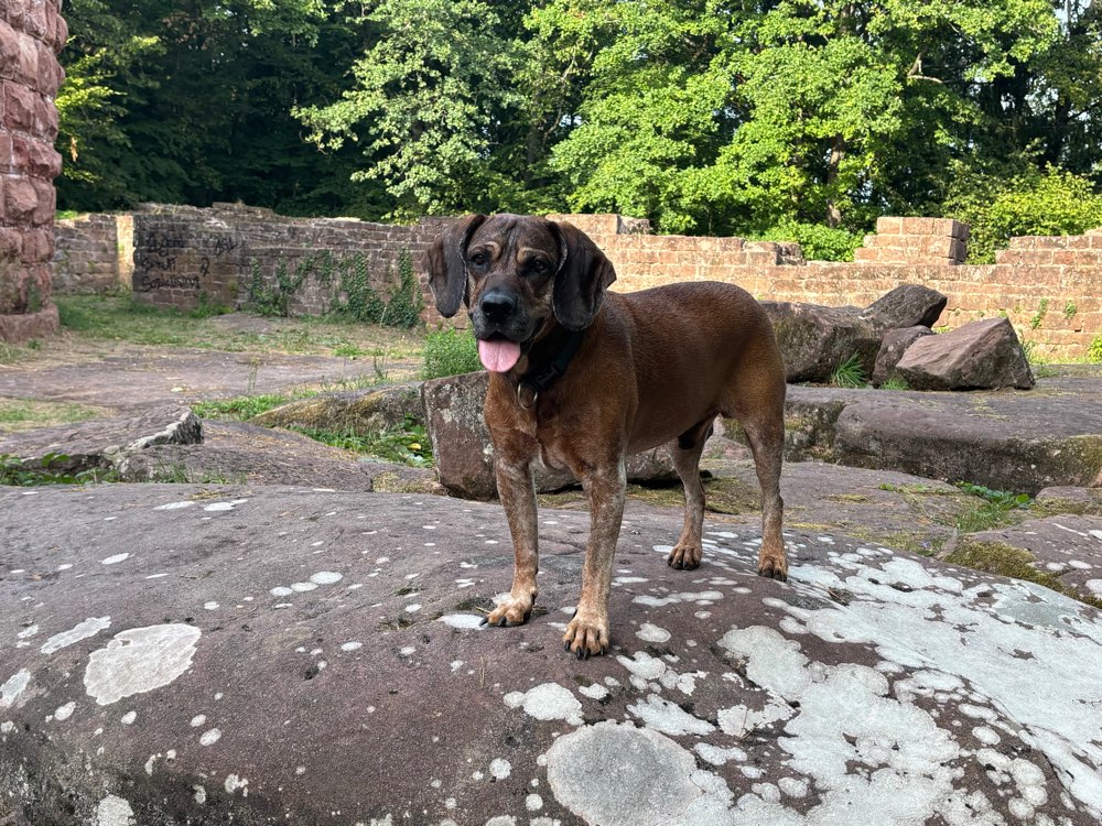 Hundetreffen-Gemeinsame Spaziergänge-Profilbild