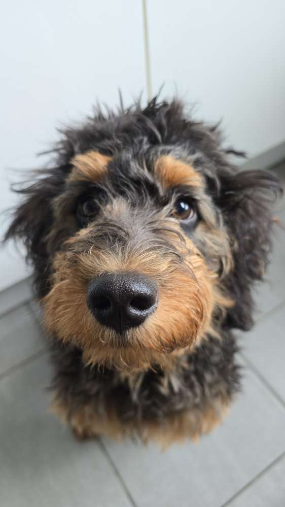 Hundetreffen-Rennen statt Raufen 🐾🐶-Profilbild