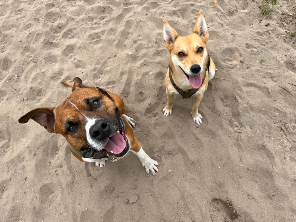 Hundetreffen-Social Walk / Hundekontakte-Profilbild
