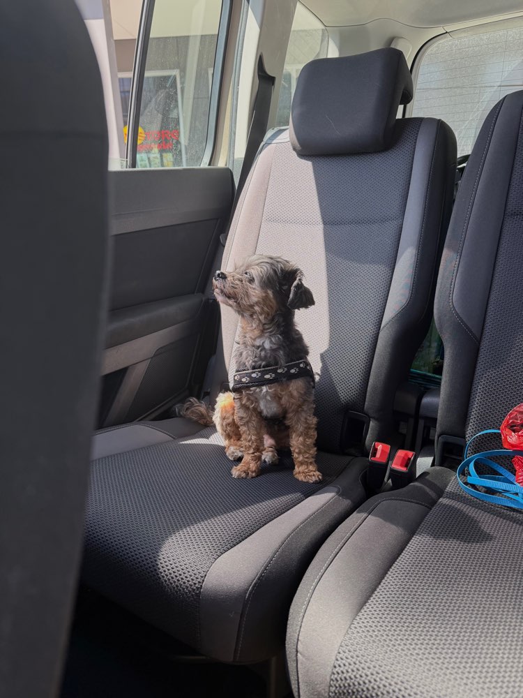 Hundetreffen-Spazieren und Spielen-Profilbild