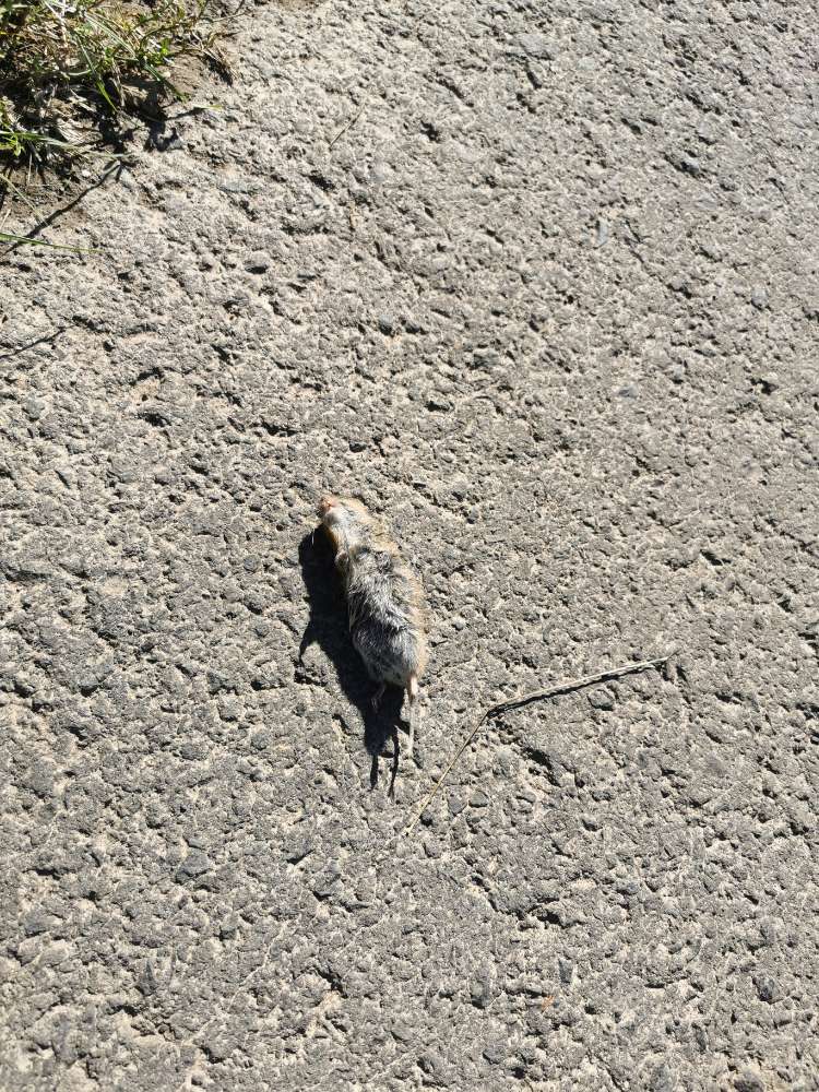 Giftköder-Mehrere tote Mäuse-Profilbild