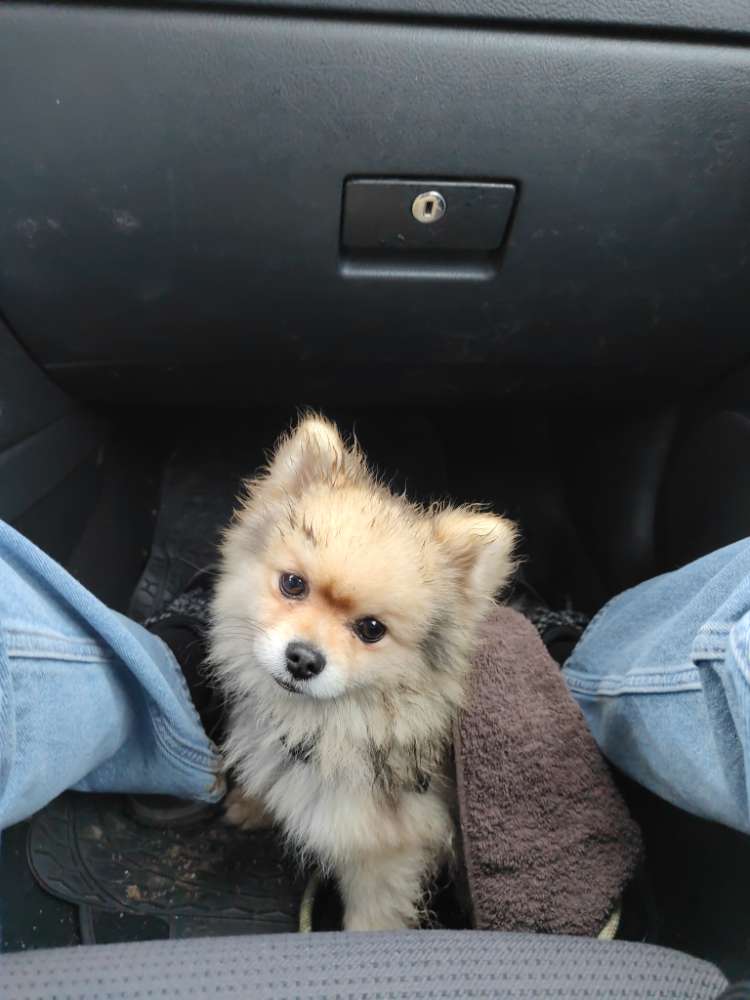 Hundetreffen-Kleine Hunde BB/Sifi-Profilbild