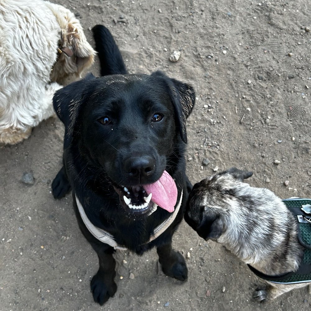 Hundetreffen-Spielfreundinnen und -Freunde gesucht-Profilbild