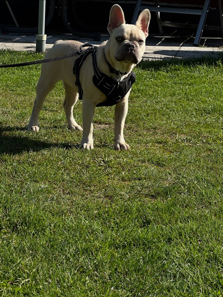 Hundetreffen-Treff auf dem Darß-Profilbild