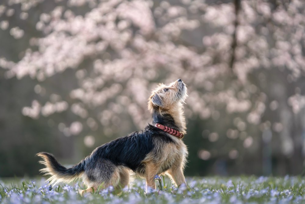Hundetreffen-Neue Freunde für Fibi gesucht-Profilbild
