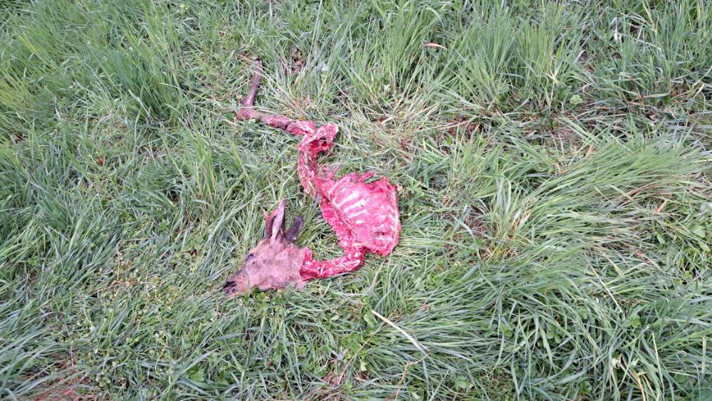 Giftköder-Toter Rehbock wurde entfernt-Profilbild