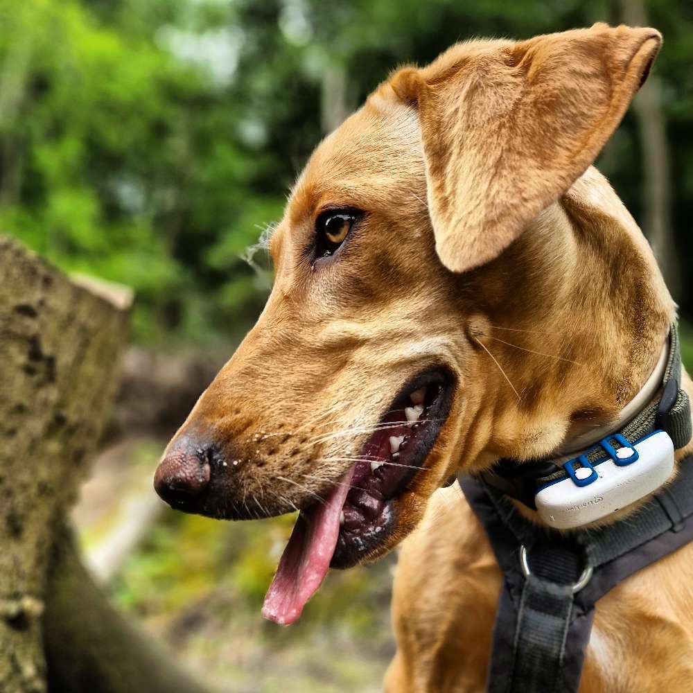 Hundetreffen-Hallo :) , ich suche Freunde zum Spielen und Gassi gehen-Profilbild