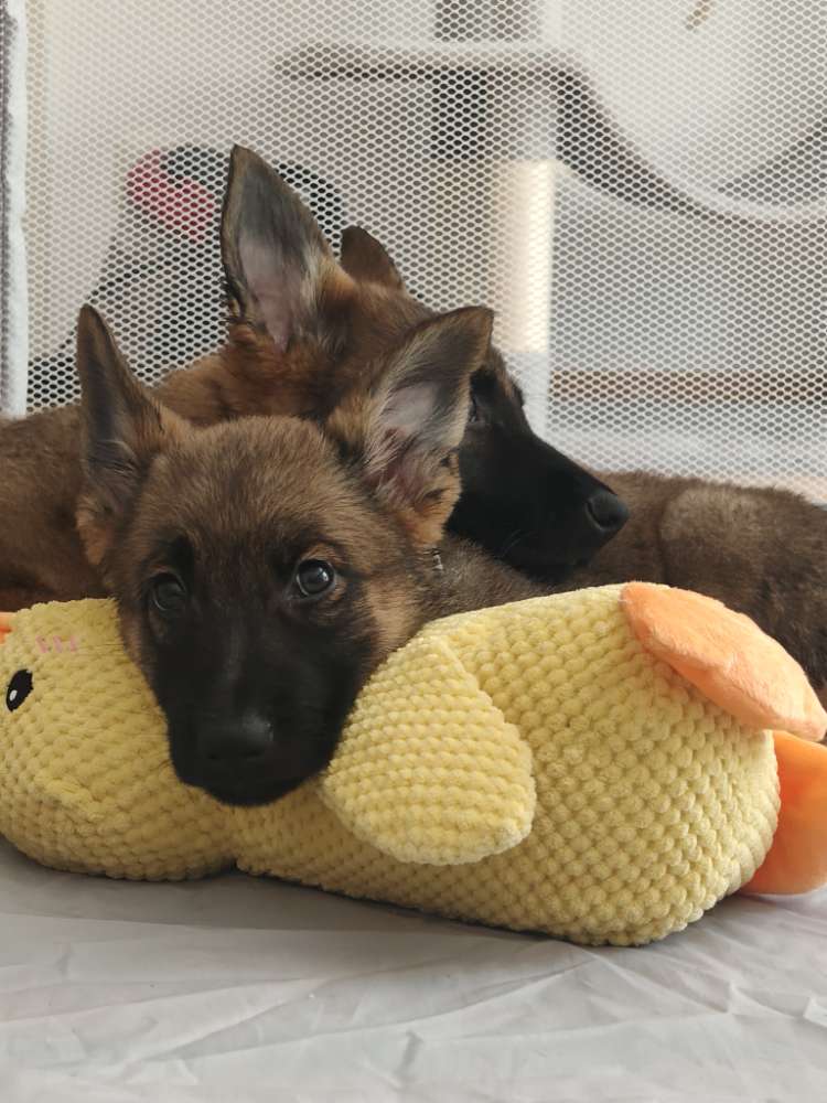 Hundetreffen-2 Welpen (12 Wochen) suchen Sozialkontakte zur Sozialisation-Profilbild