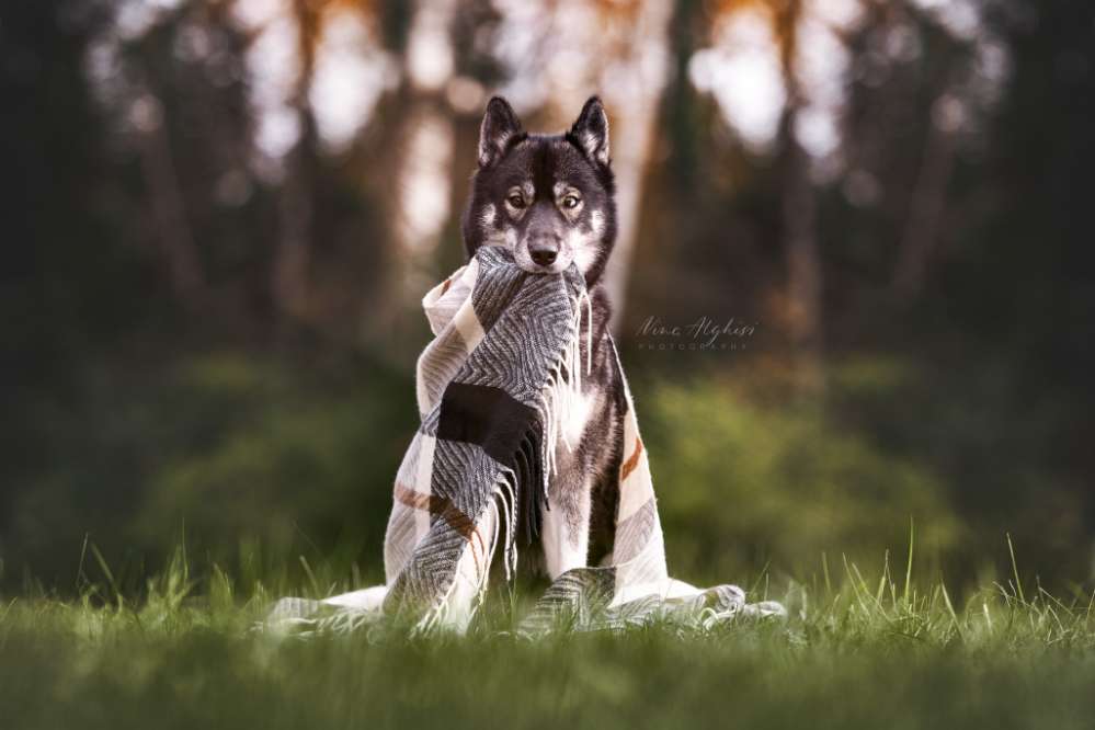 Gibts noch echte Hundebilder? Banner