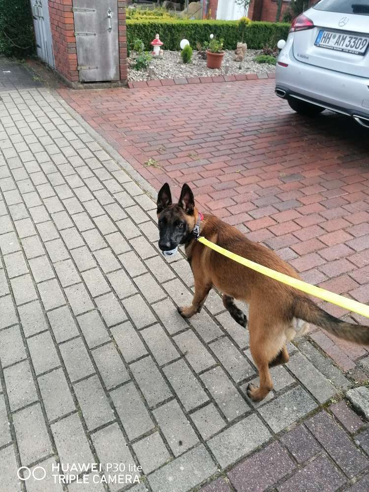 Hundetreffen-Hunde, welpentreff-Profilbild